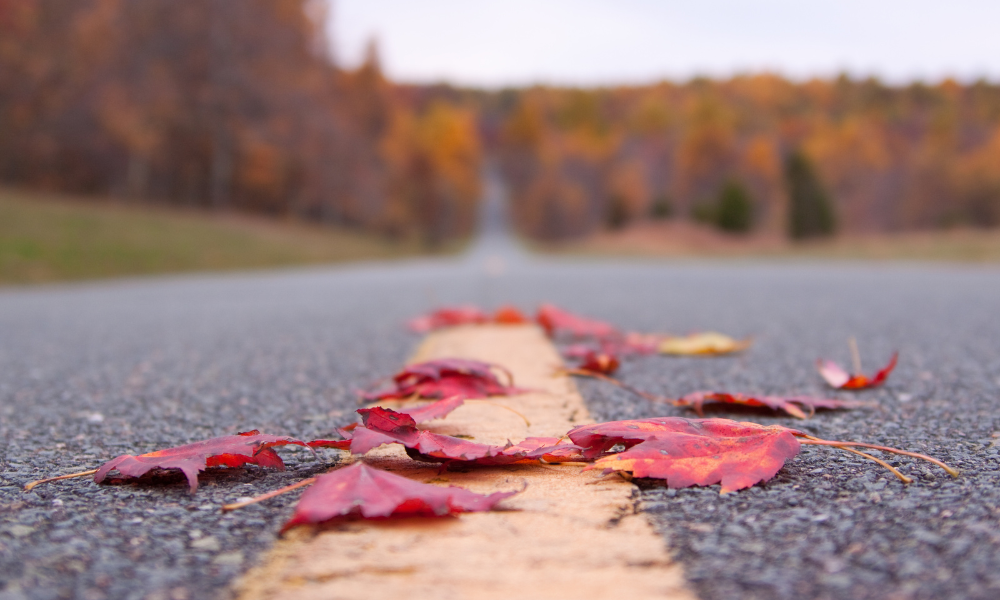 Cómo conducir con hojas en el asfalto